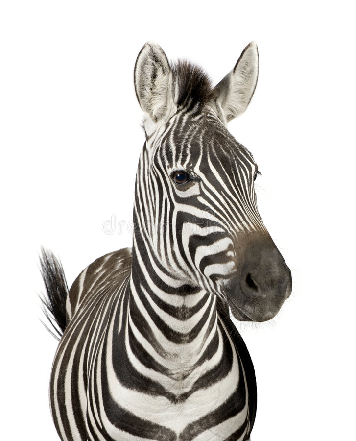 Detail Zebra Images Free Nomer 42