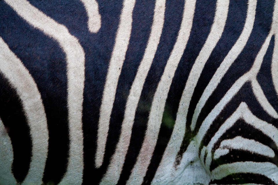 Detail Zebra Images Free Nomer 43