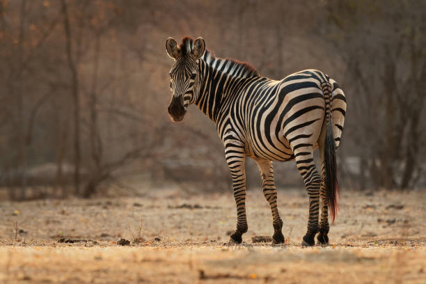Detail Zebra Images Free Nomer 45