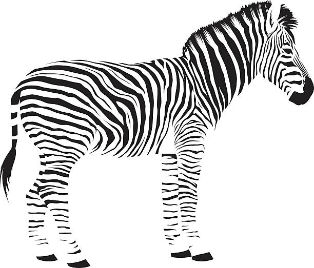 Detail Zebra Images Free Nomer 48