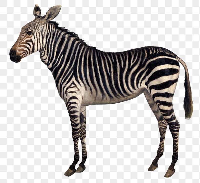 Detail Zebra Images Free Nomer 49