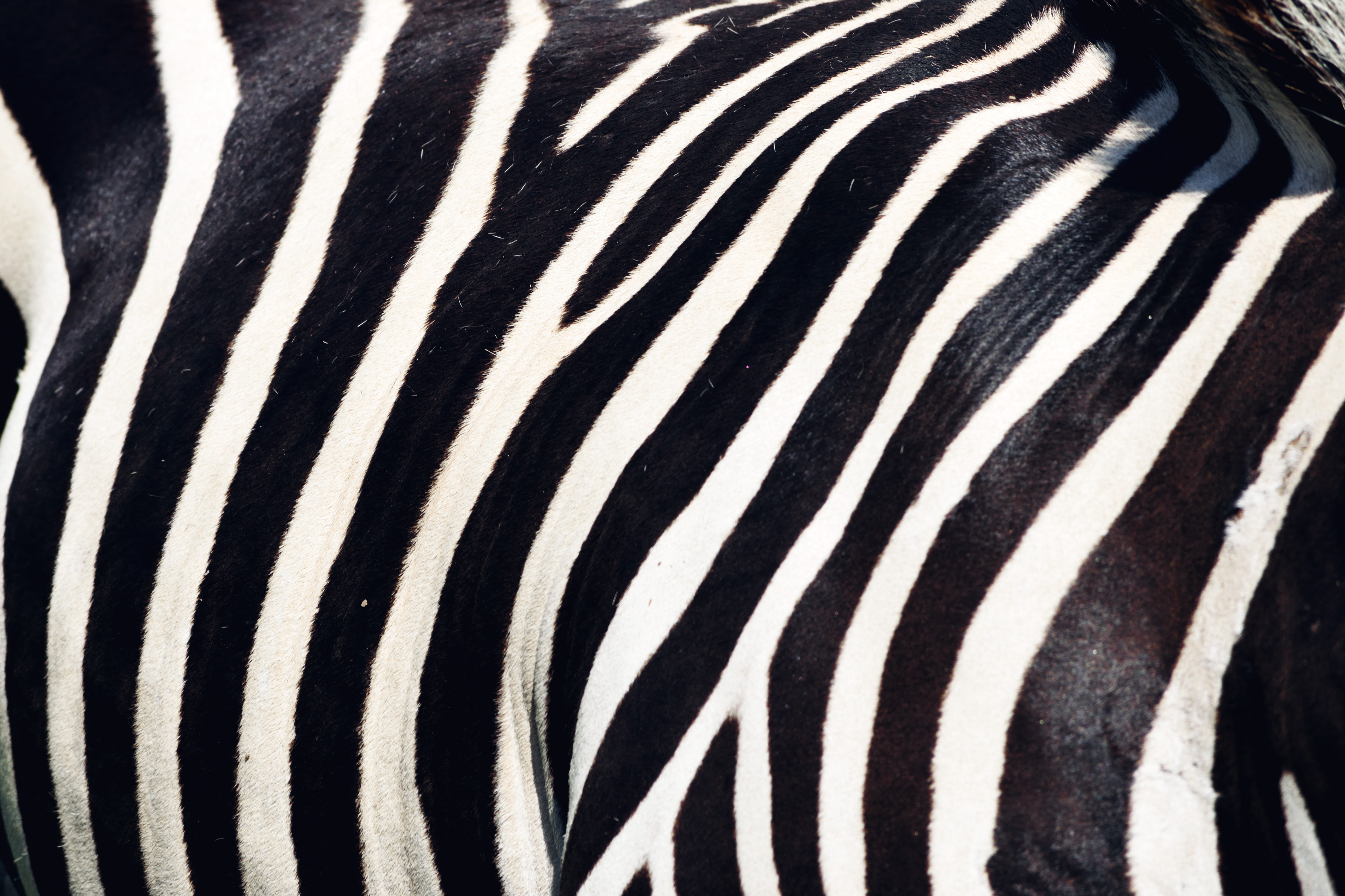 Detail Zebra Images Free Nomer 51