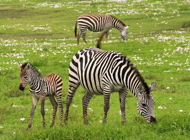 Detail Zebra Images Free Nomer 52