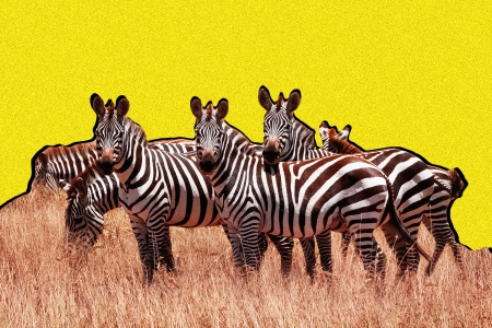 Detail Zebra Images Free Nomer 54