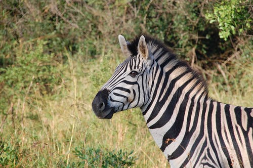 Detail Zebra Images Free Nomer 55