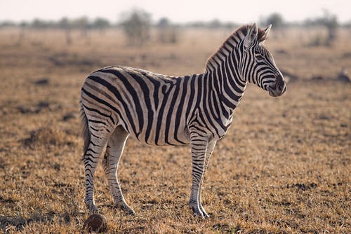 Detail Zebra Images Free Nomer 7