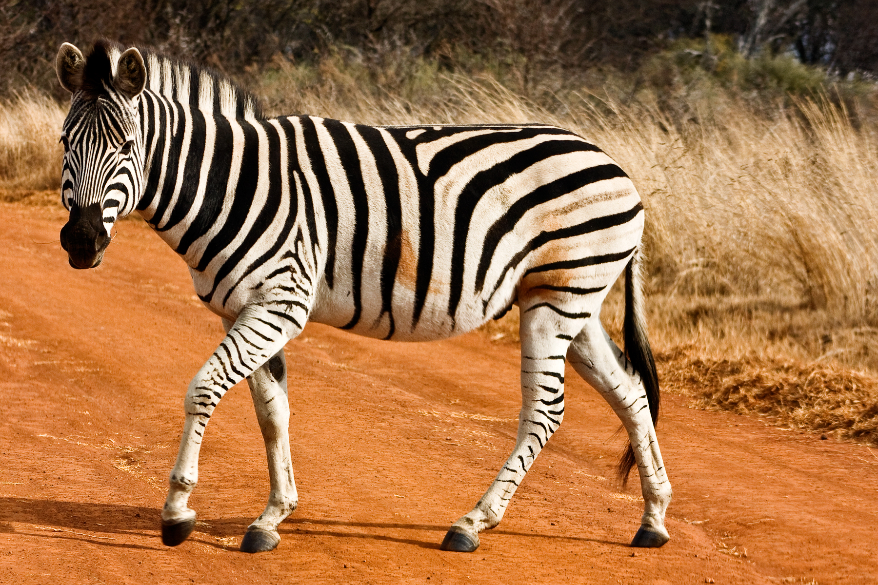 Detail Zebra Images Free Nomer 8