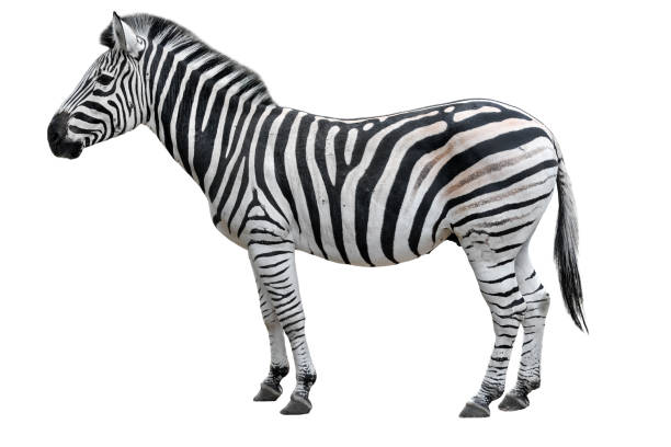 Detail Zebra Images Free Nomer 9