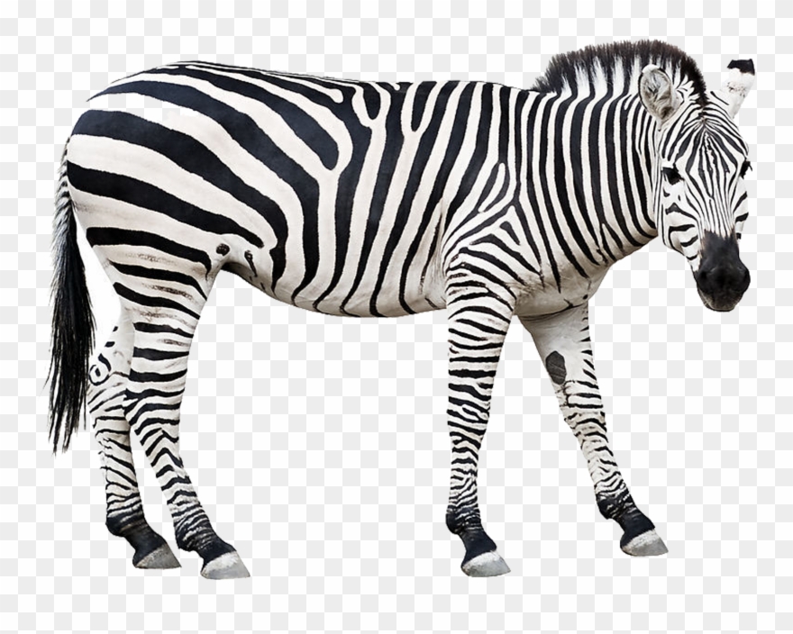 Detail Zebra Images Free Nomer 10