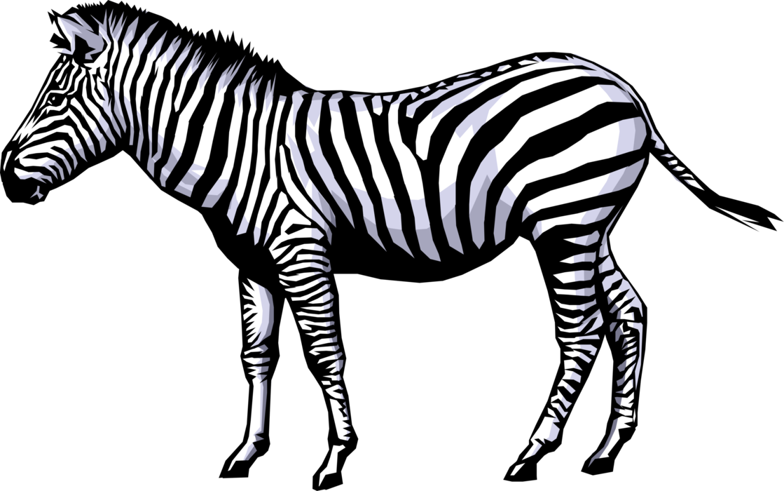 Detail Zebra No Background Nomer 24