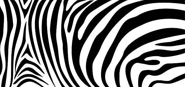 Detail Zebra Pattern Png Nomer 32
