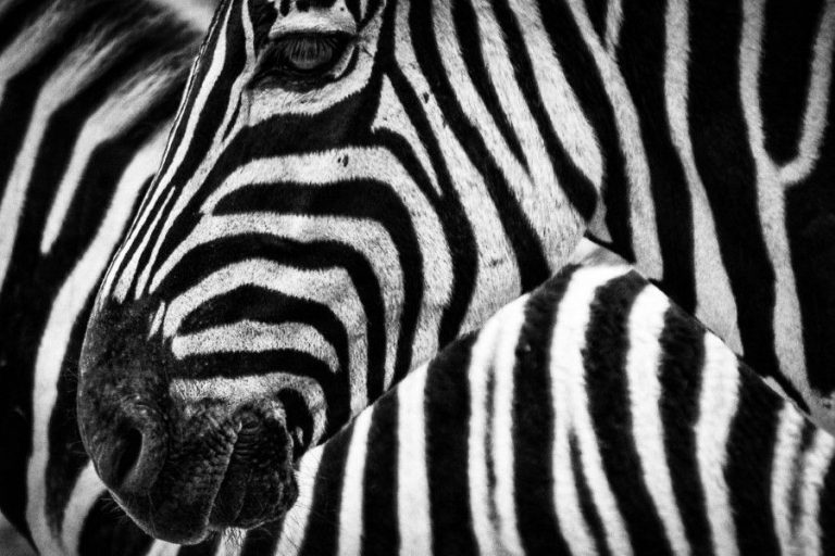 Detail Zebra Photos Free Nomer 31