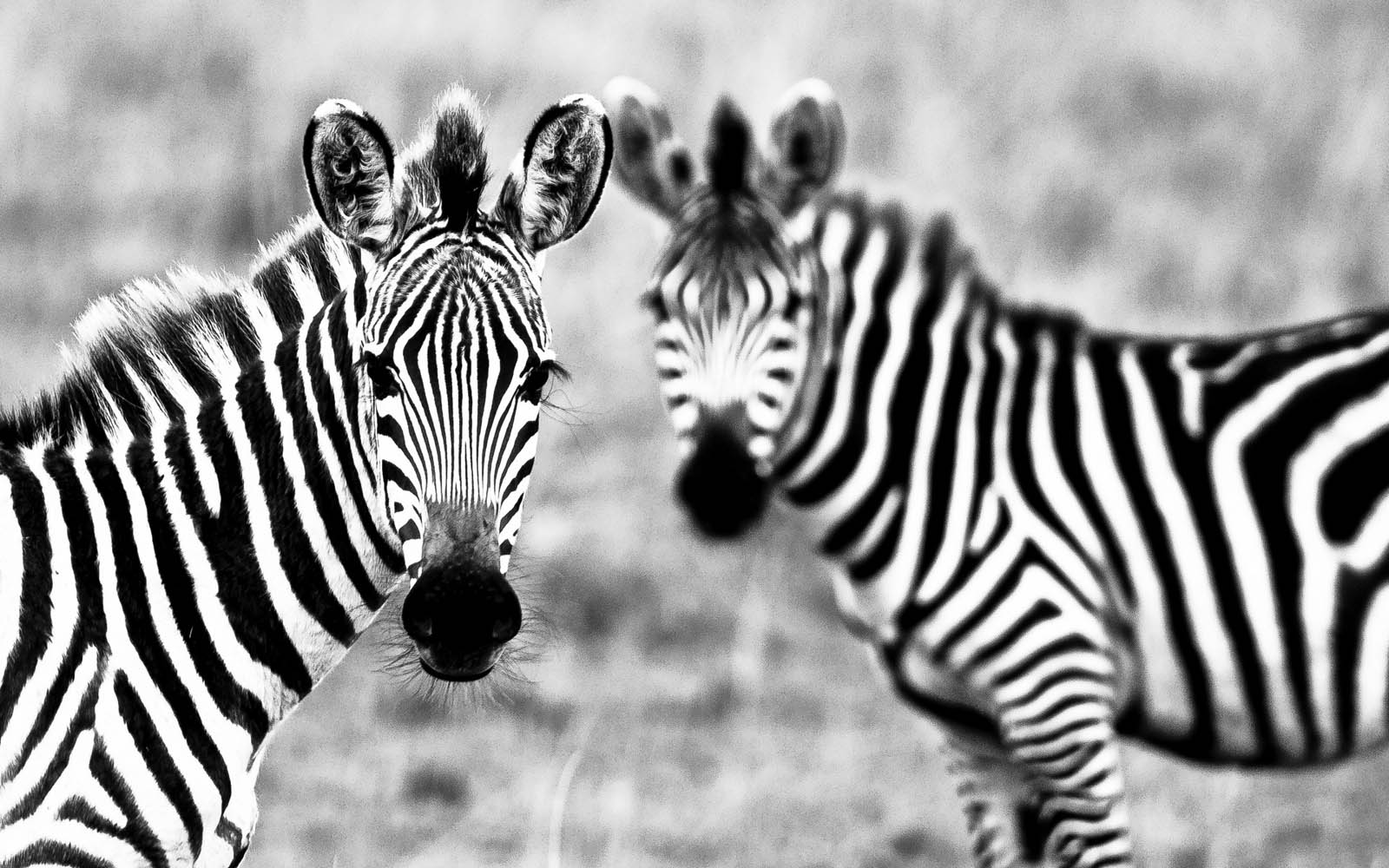 Detail Zebra Photos Free Nomer 53