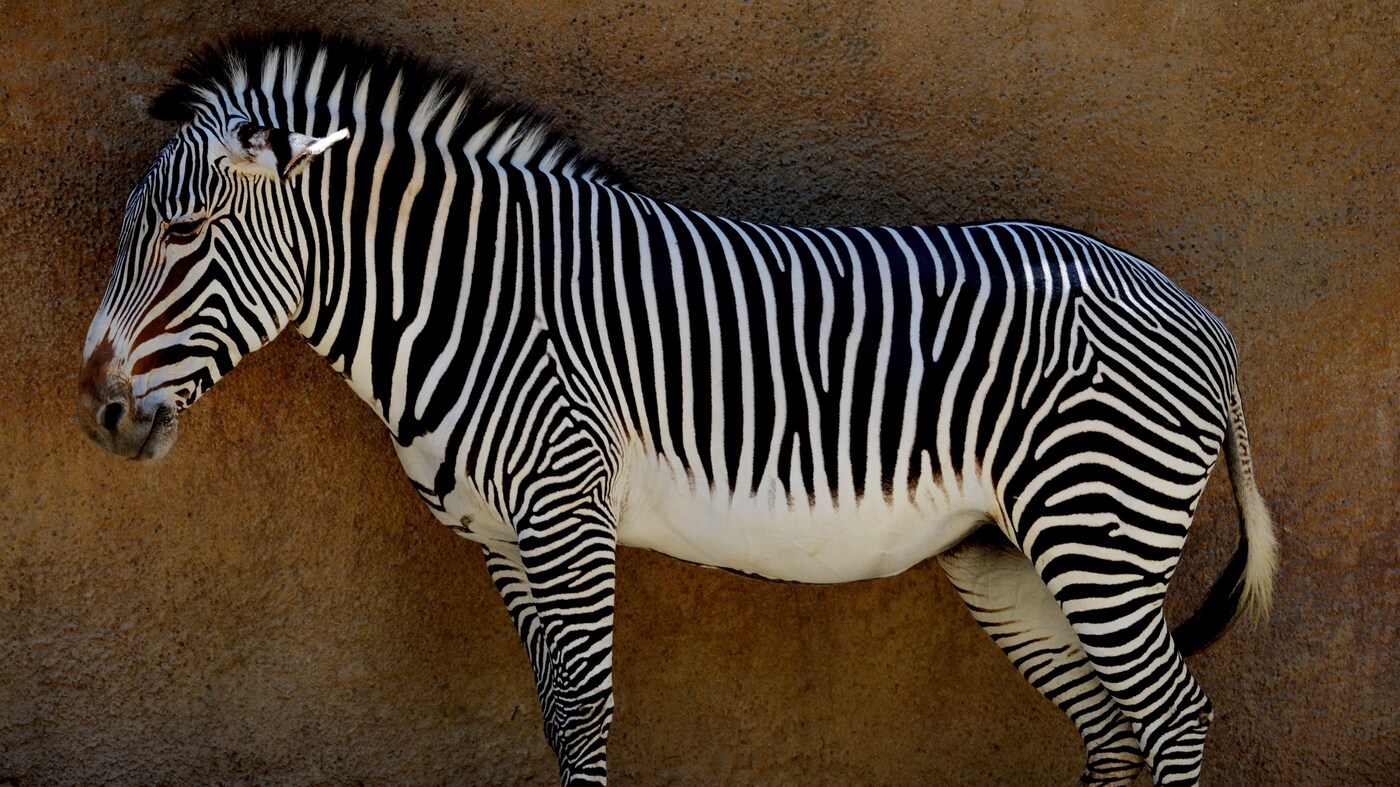 Detail Zebra Pic Nomer 37