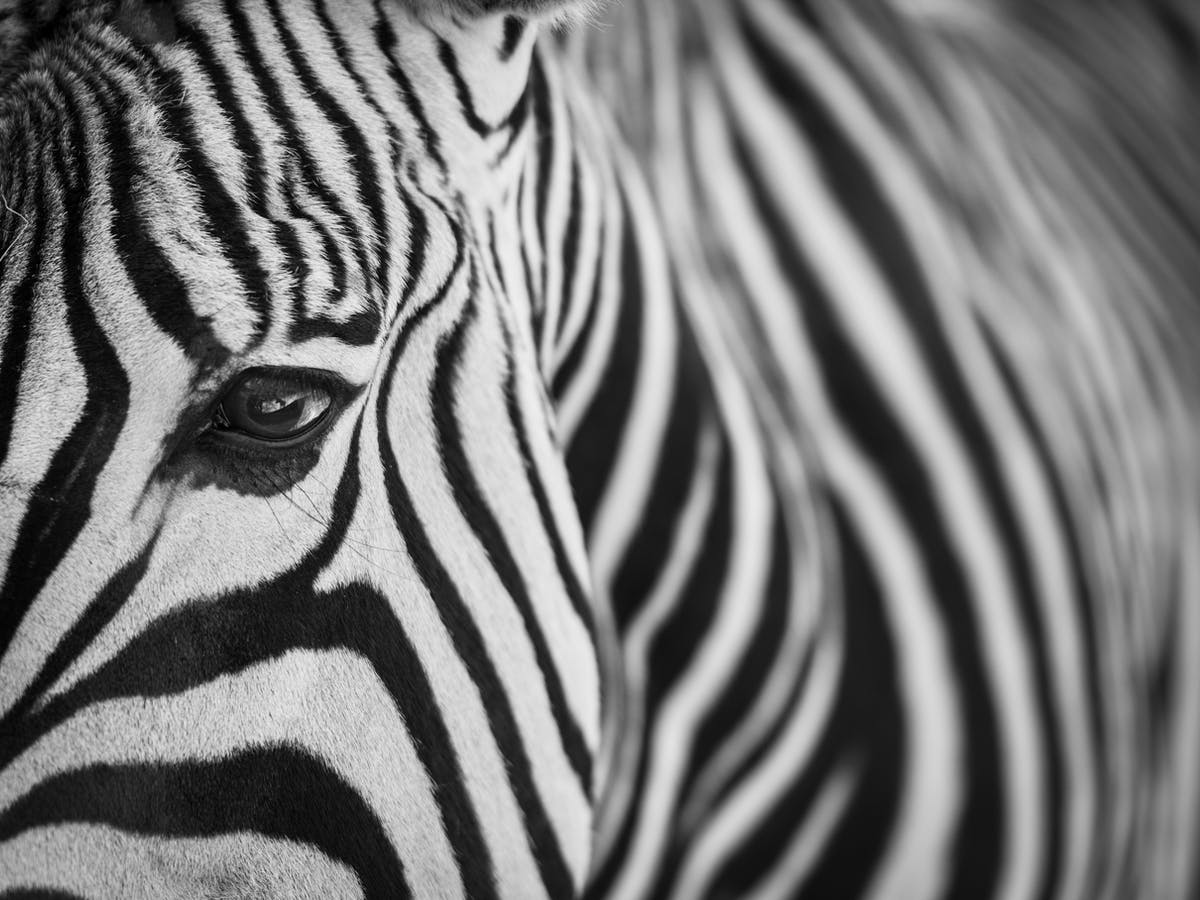 Detail Zebra Pics Nomer 27