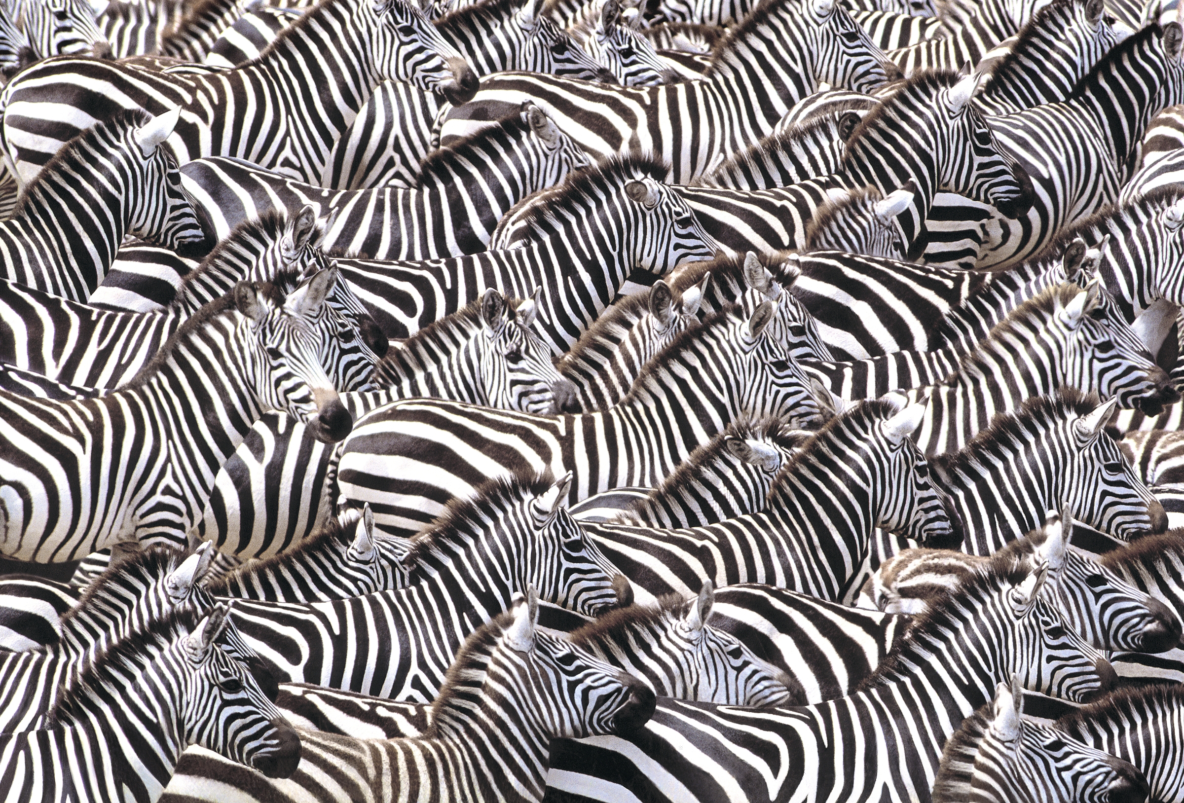Detail Zebra Pics Nomer 50