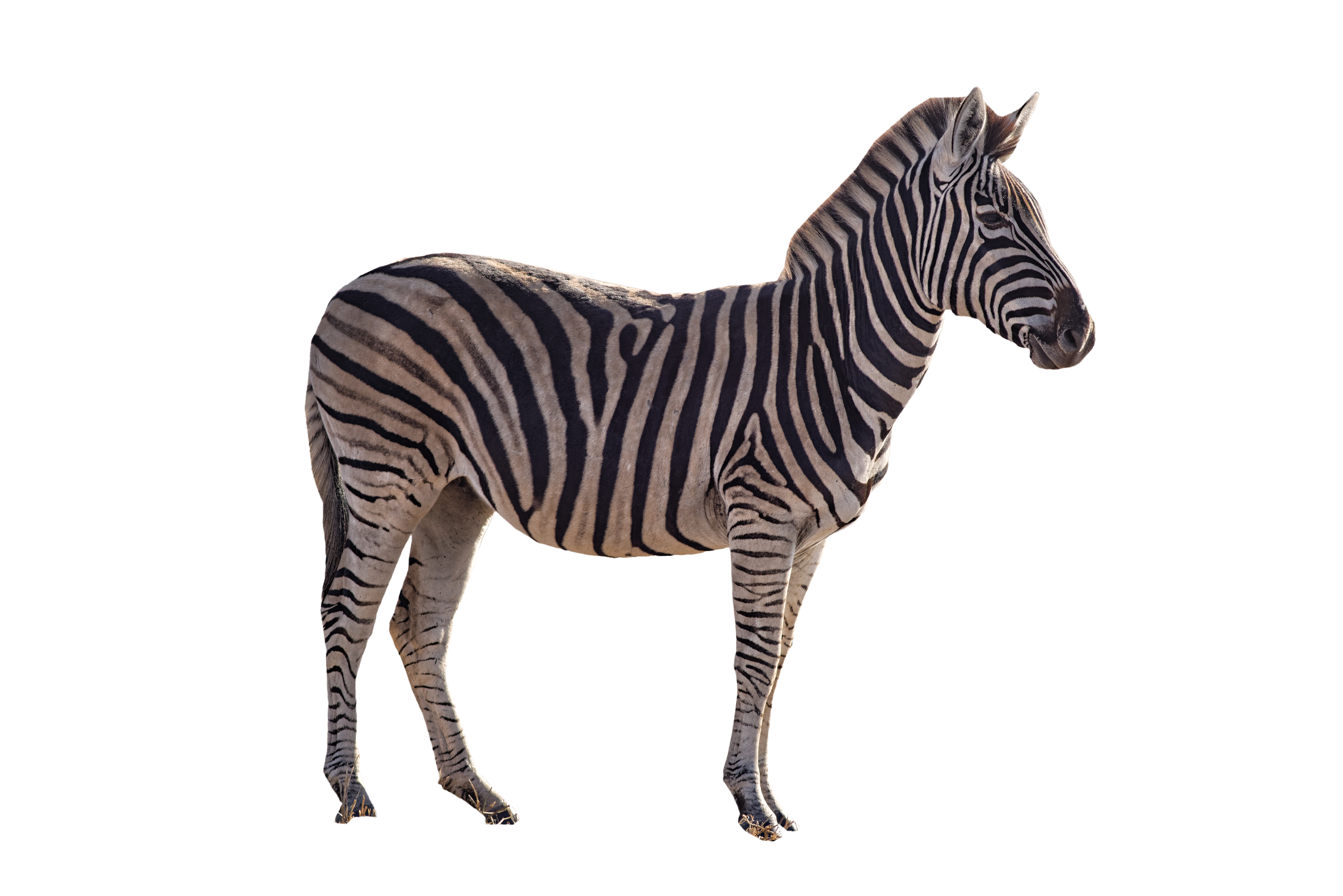 Detail Zebra Png Nomer 7