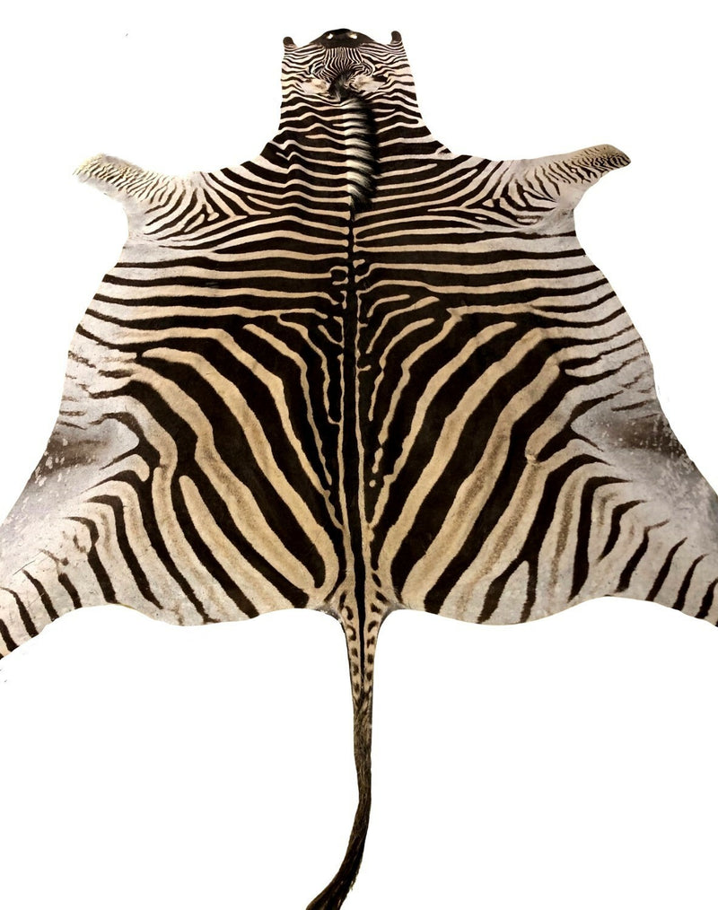 Detail Zebra Skin Rug Ebay Nomer 12