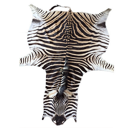 Detail Zebra Skin Rug Ebay Nomer 15