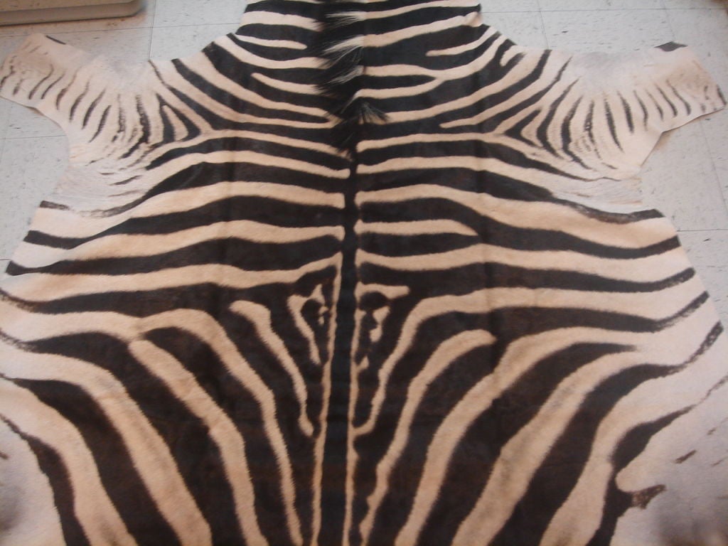 Detail Zebra Skin Rug Ebay Nomer 19