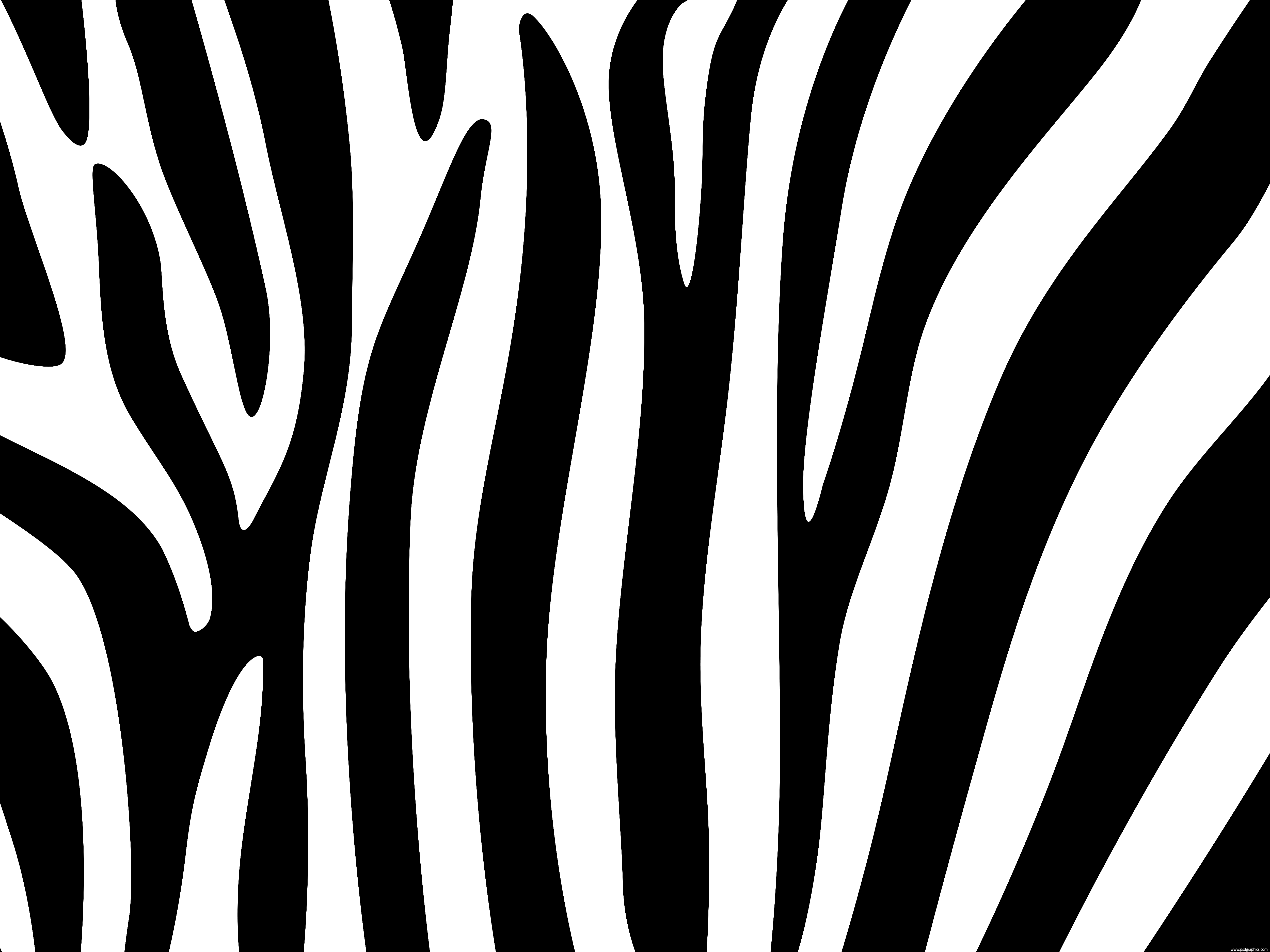 Detail Zebra Stripes Png Nomer 6