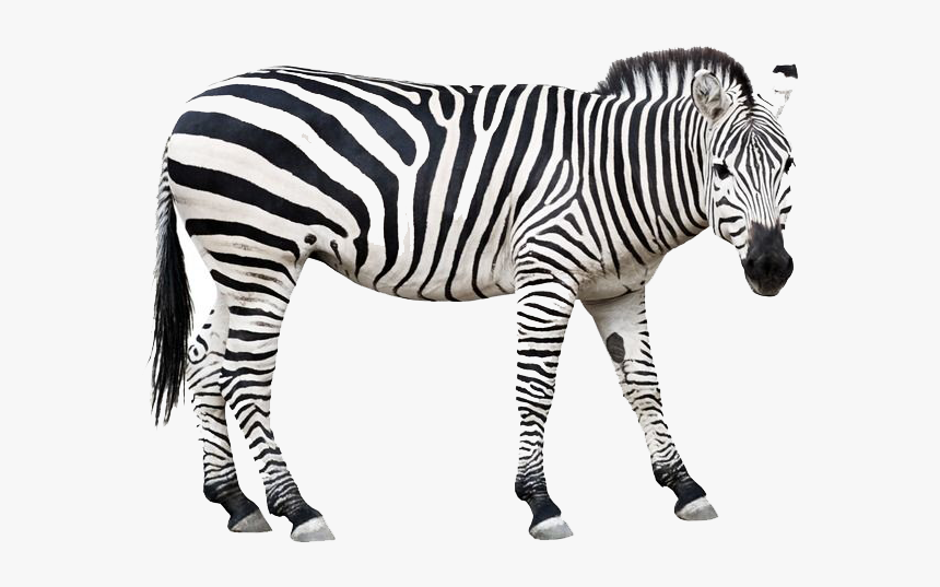 Detail Zebra Transparent Nomer 13