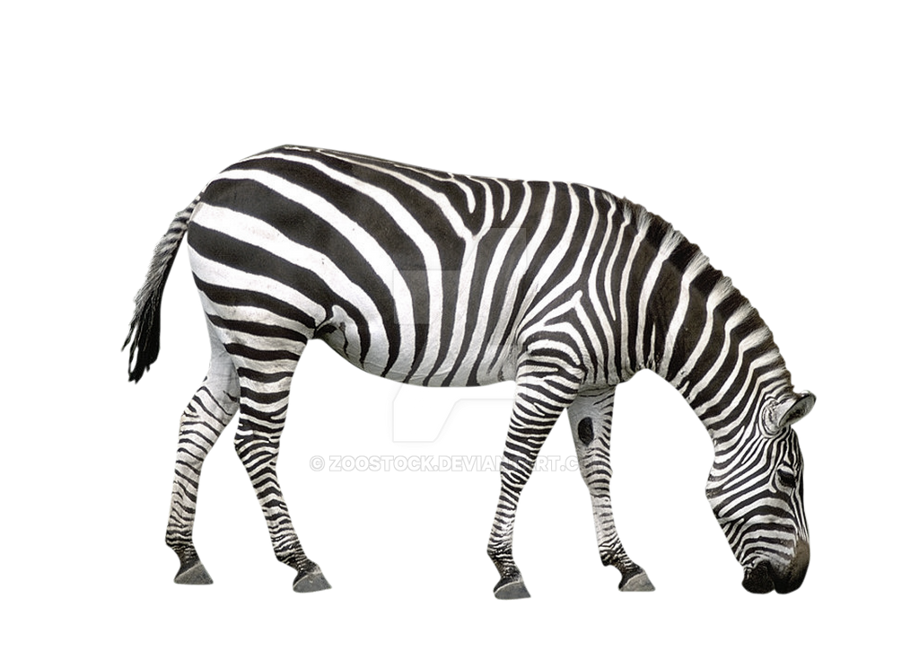 Detail Zebra Transparent Nomer 16