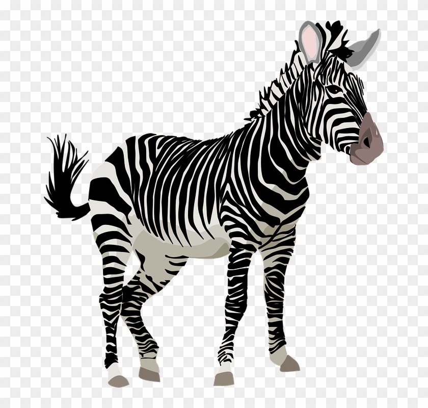 Detail Zebra Transparent Nomer 17