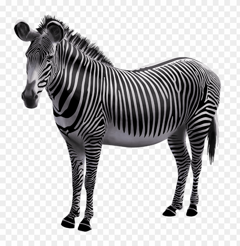 Detail Zebra Transparent Nomer 21