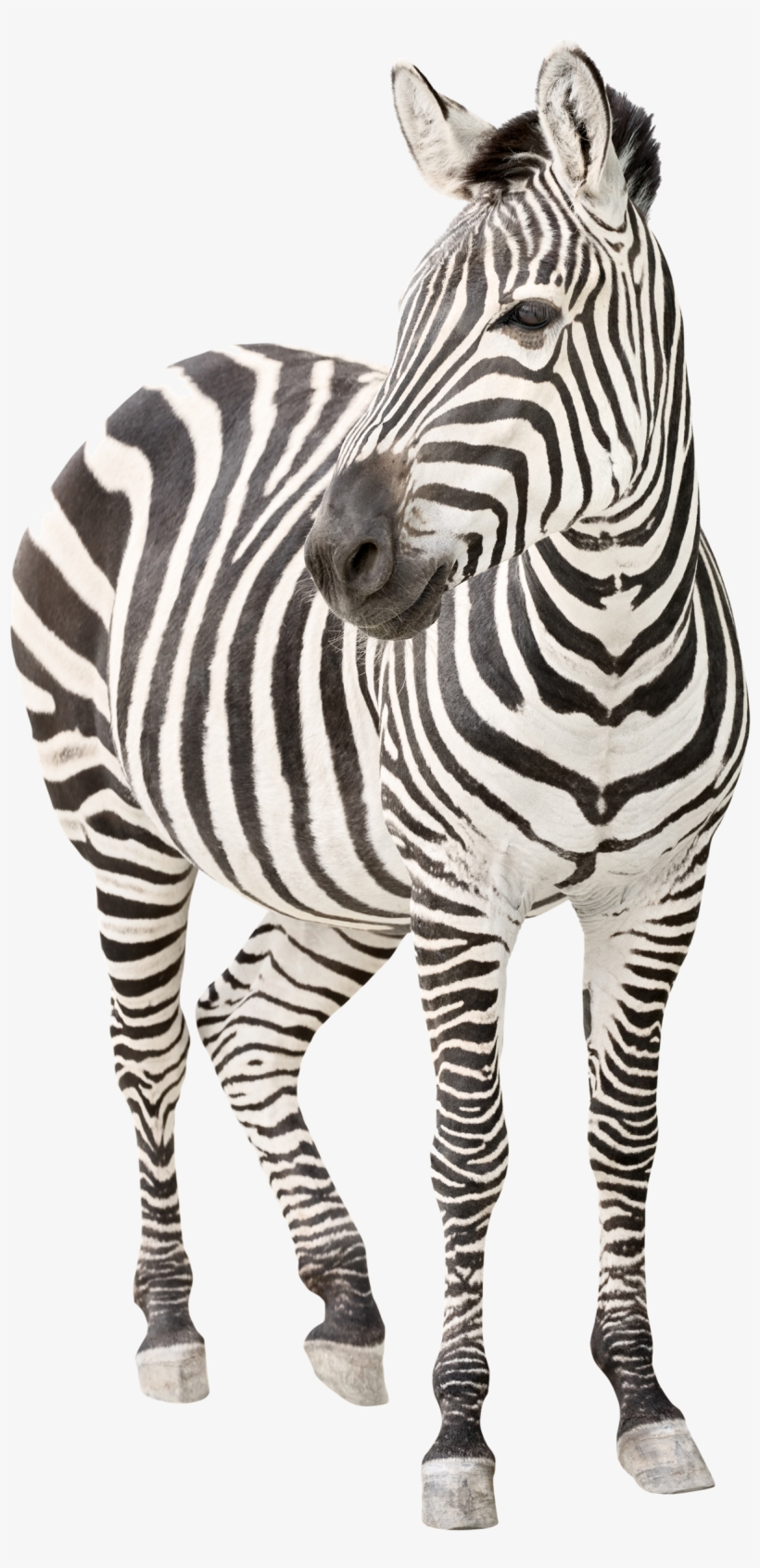 Detail Zebra Transparent Nomer 23