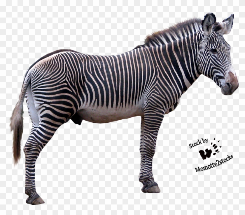 Detail Zebra Transparent Nomer 25