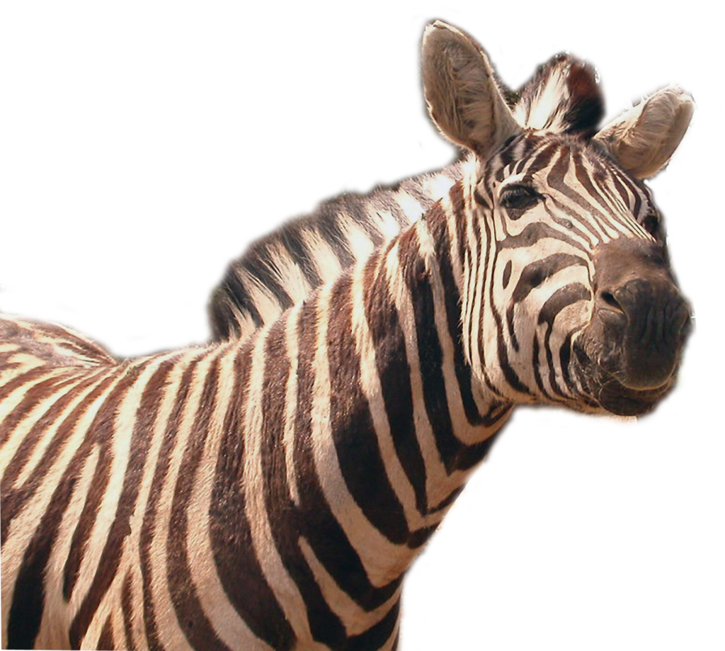 Detail Zebra Transparent Nomer 28