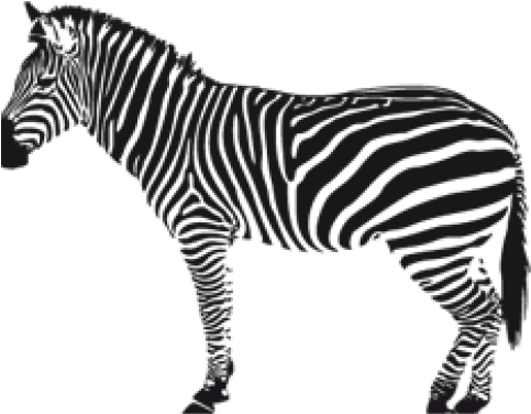 Detail Zebra Transparent Nomer 31