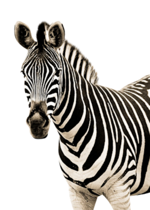 Detail Zebra Transparent Nomer 36