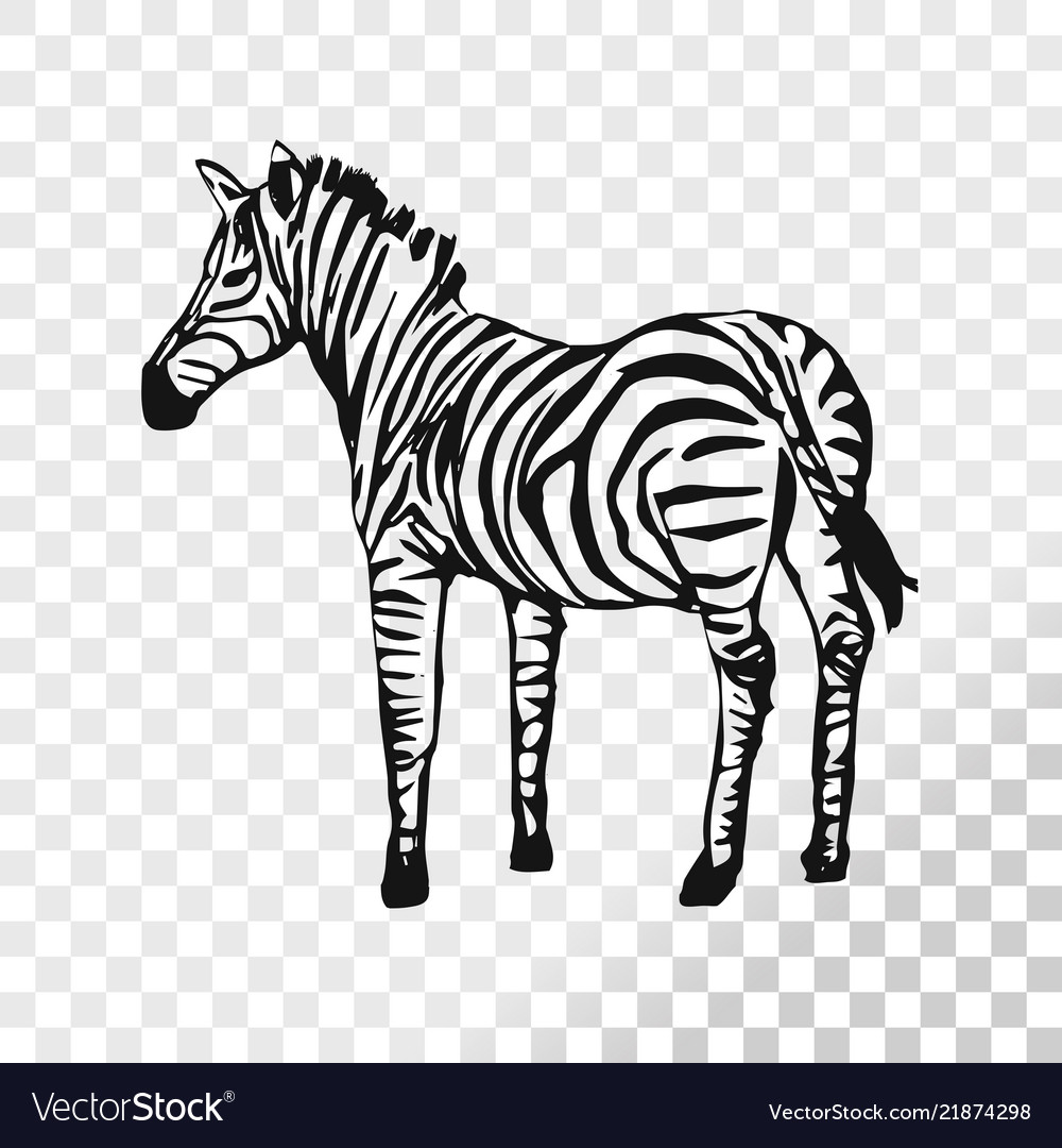 Detail Zebra Transparent Nomer 38