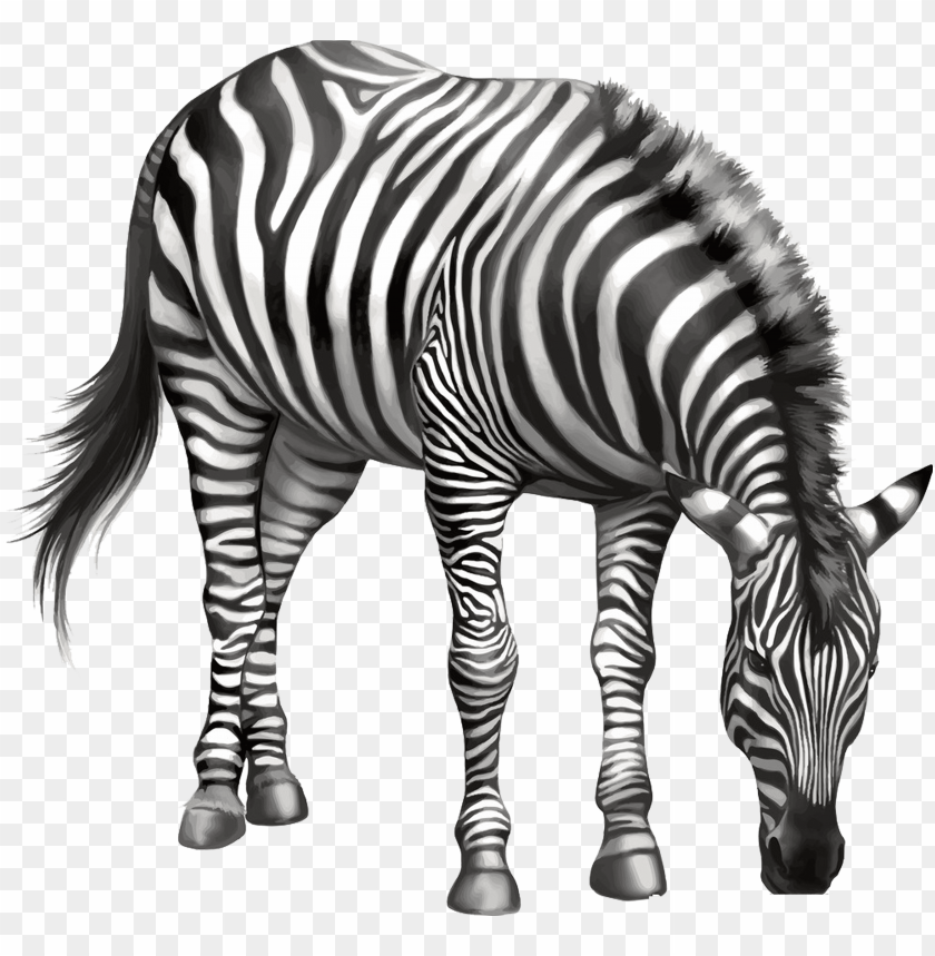 Detail Zebra Transparent Nomer 39