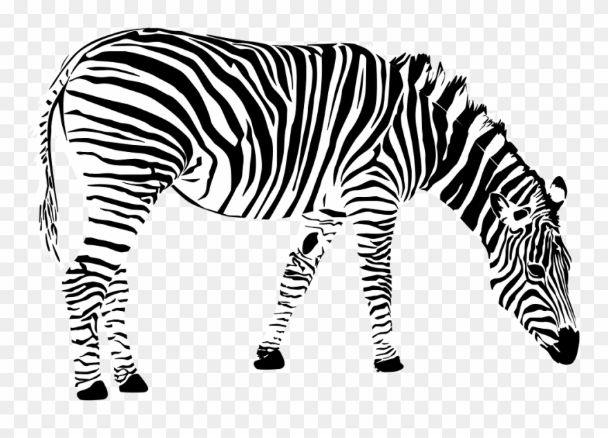 Detail Zebra Transparent Nomer 40