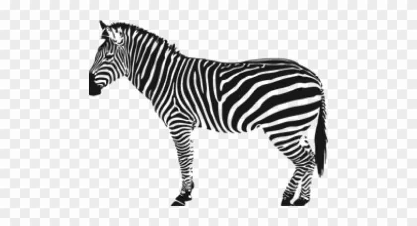 Detail Zebra Transparent Nomer 44