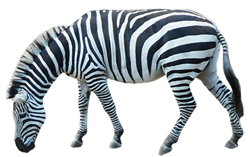 Detail Zebra Transparent Nomer 45