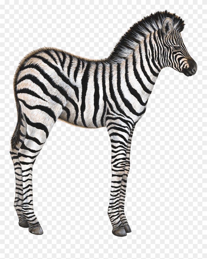 Detail Zebra Transparent Nomer 52