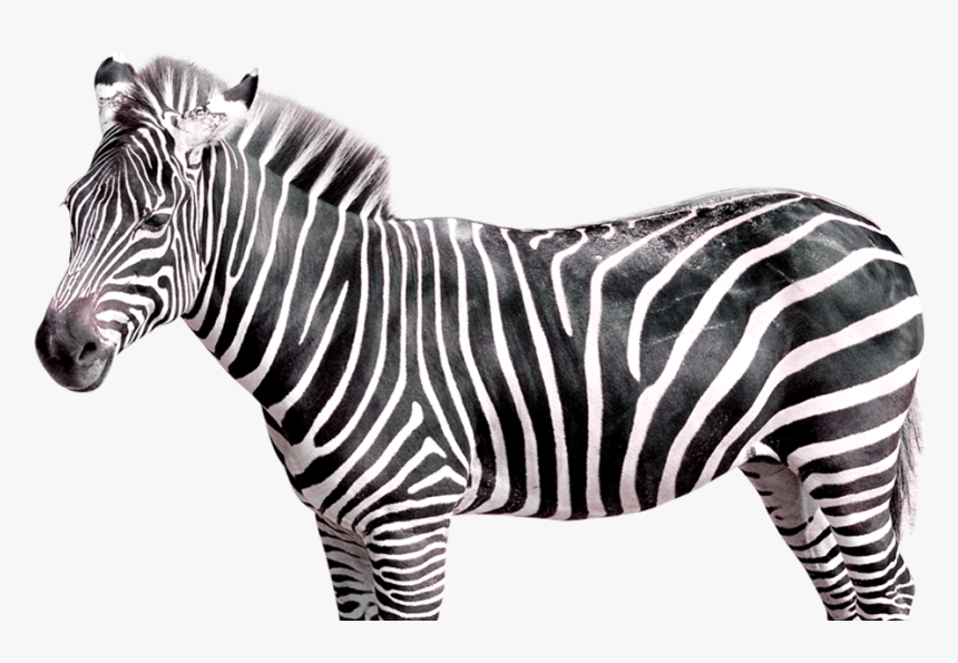 Detail Zebra Transparent Nomer 6