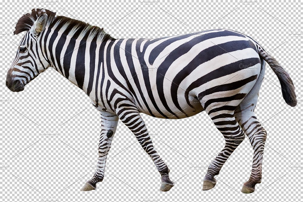 Detail Zebra Transparent Nomer 8