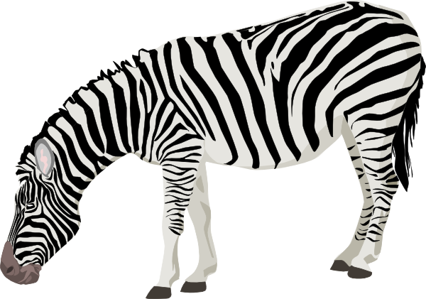 Zebra Transparent Background - KibrisPDR