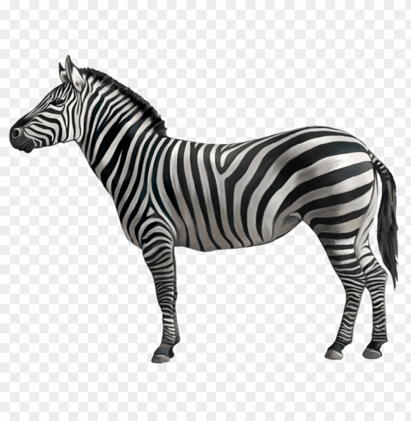Detail Zebra Transparent Background Nomer 2