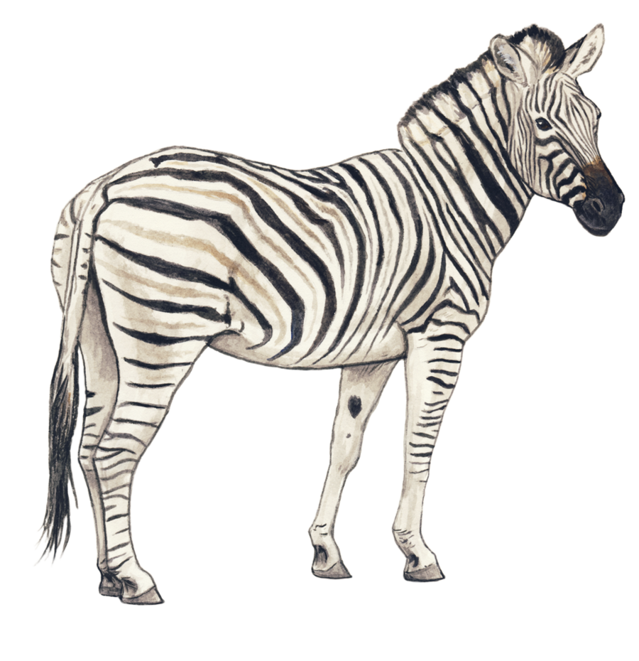 Detail Zebra Transparent Background Nomer 17