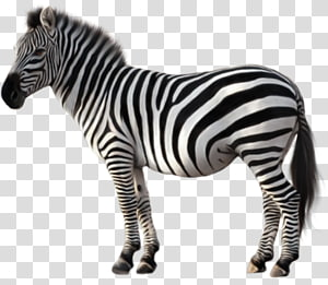 Detail Zebra Transparent Background Nomer 27