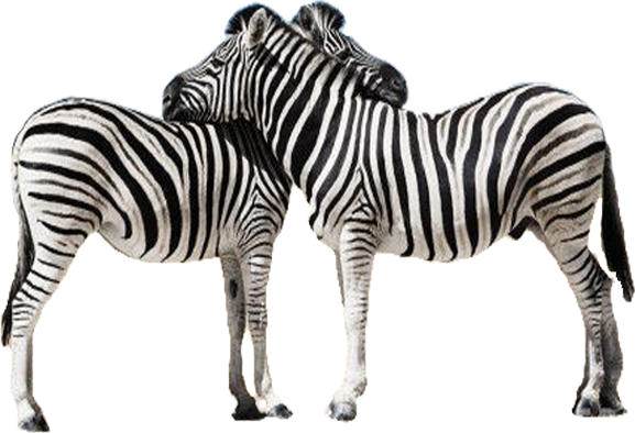Detail Zebra Transparent Background Nomer 30