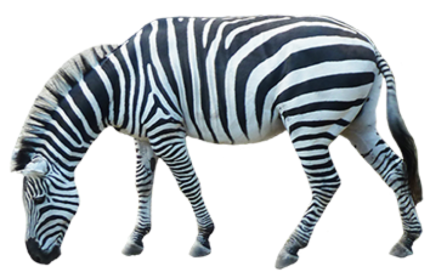 Detail Zebra Transparent Background Nomer 33