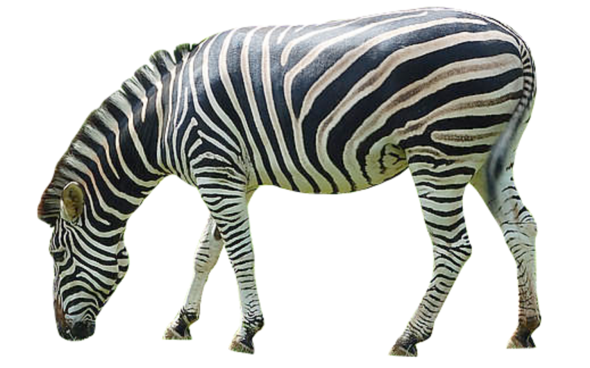 Detail Zebra Transparent Background Nomer 34