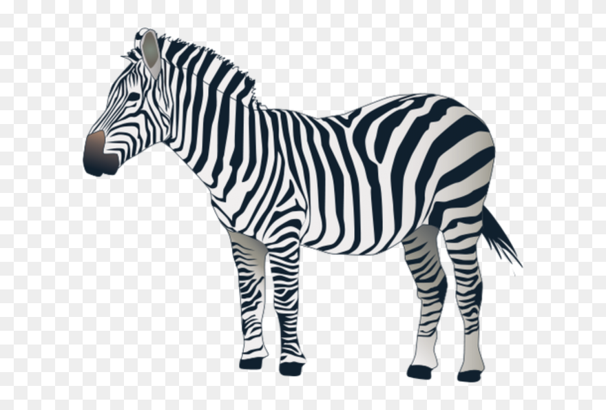 Detail Zebra Transparent Background Nomer 4
